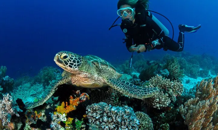 Scuba Reef Dive in Waikiki with One Tank