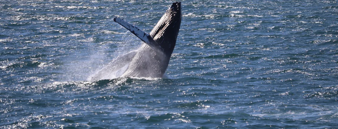 Whale watching and northern lights tour from Reykjavik