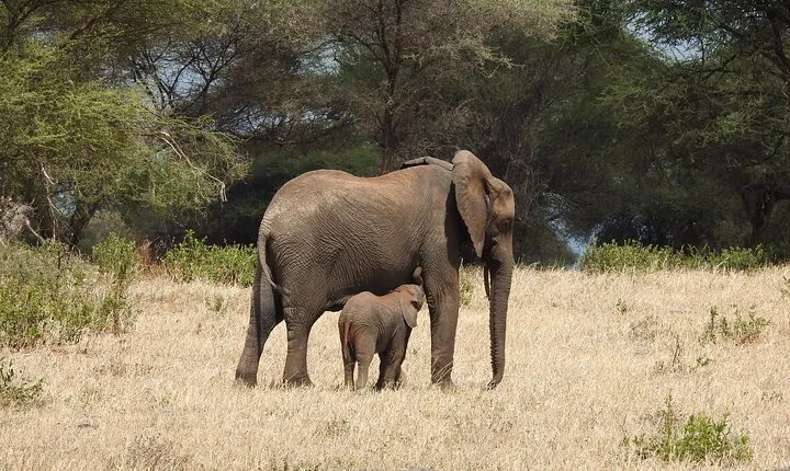 7 Days Private Tanzania Safari with Mid Range Lodges or Camps