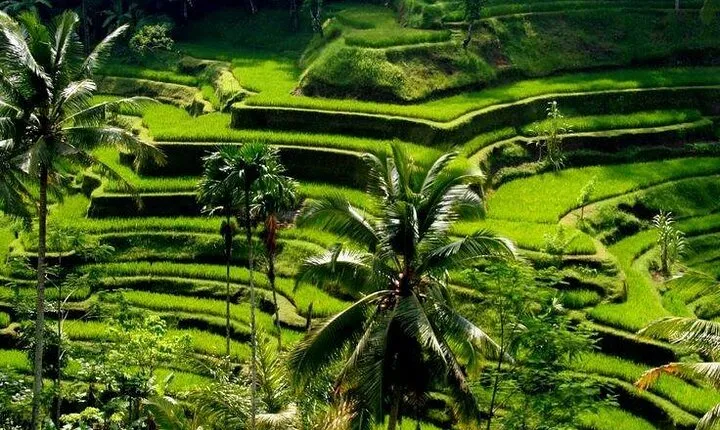 Full Day Ubud Tour Visit Waterfall, Monkey Forest, Rice Terrace