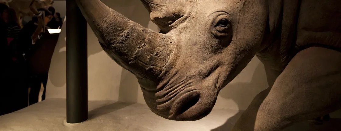 National Museum of Scotland In-App Audio Guided Tour