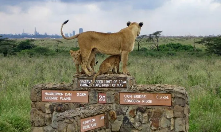 Nairobi National Park, Elephant Orphanage, Giraffe Centre Tour