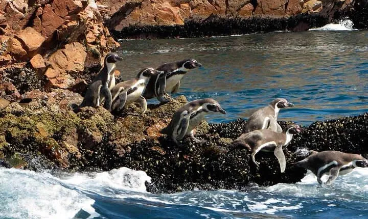 7-Hours Tour in Paracas National Reserve with Pickup
