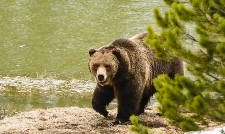 Wildlife and Waterfalls