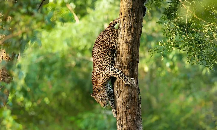 Leopard Full Day Safari Yala National Park