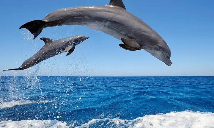 Dolphin Tour - Waterfall - Wanagiri Hill - Temple on the Lake - Free WiFi