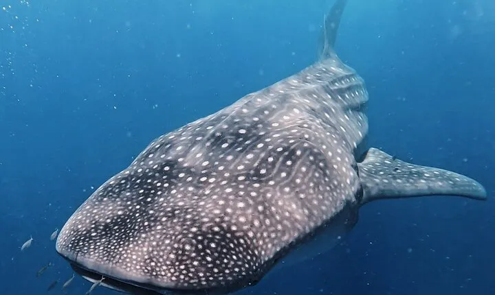 Private Whale Shark All Inclusive Experience
