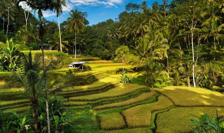 Private 4-Day Tours - Best Bali Tours Package - Best of Bali Highlights