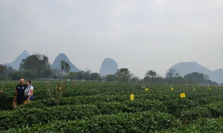 Half-Day Guilin City Tour: Reed Flute Cave and Tea Plantation