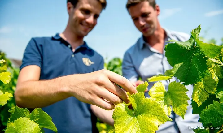 Private Champagne tour, family growers and lunch