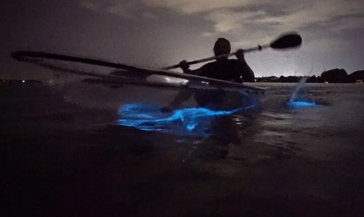 Clear Kayak Bioluminescence Tour
