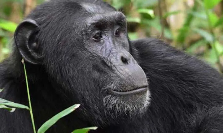 7 days Chimpanzee, Gorilla trekking & Uganda Big 5 Safari