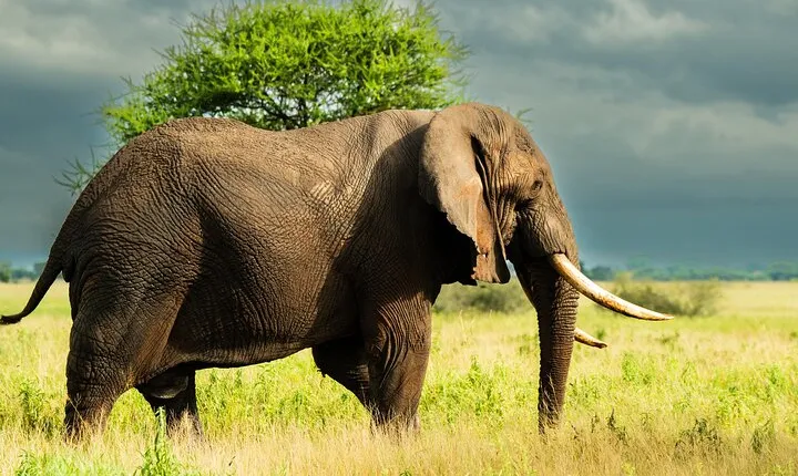 From Arusha : 2-Day Tarangire N.P and Ngorongoro Crater Safari