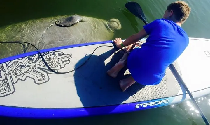 Paddle Board or Kayak Eco Dolphin Manatee Tour