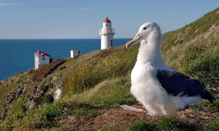 Dunedin City Highlights, Otago Peninsula Scenery & Albatross Guided Tour