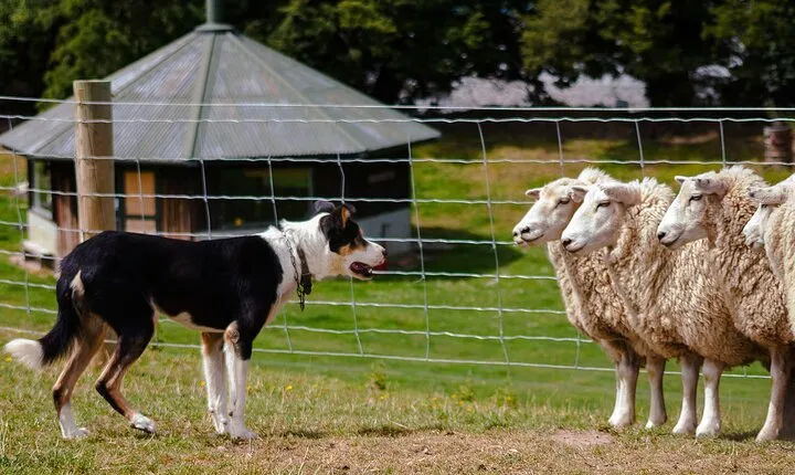Christchurch Sheep Farm Visit