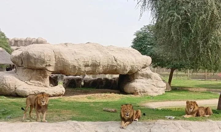Dubai Safari Park Tickets Wildlife Adventure Experience