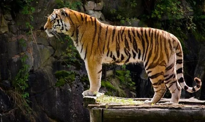 Delhi Agra Jaipur Tour with Ranthambore Wildlife Safari