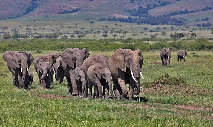 3 Day Maasai Mara Group Joining Camping Safari - Daily Departures