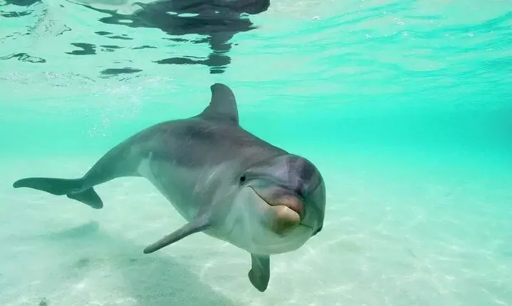 Dolphin House Royal sea Trip Luxury Boat With Transfer - Hurghada