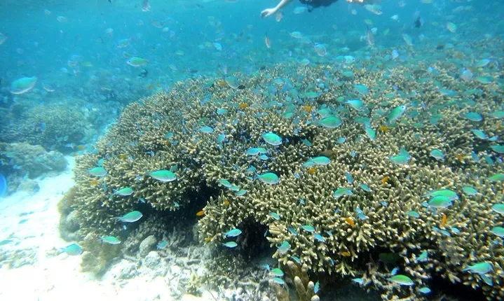 Twin Island Snorkeling Adventure at Hiltungan and Nalsuan