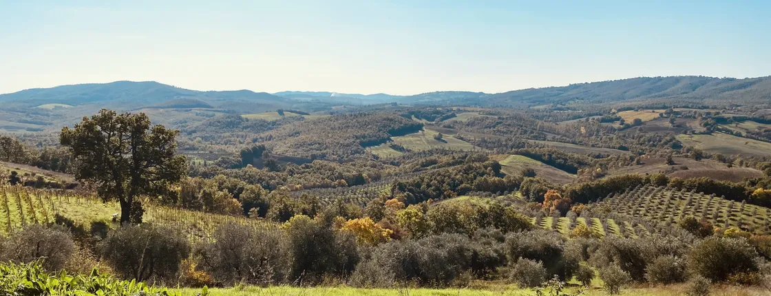 Organic wine tasting, vineyard walk and winery tour at Fattoria La Maliosa
