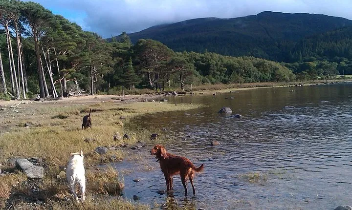 Guided Killarney National Park Walking Tour