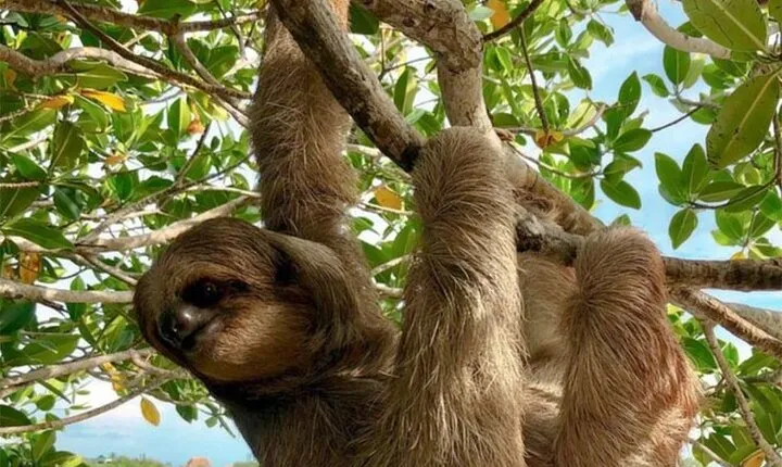 Roatan Half Day Wildlife Tour with Zipline and Beach