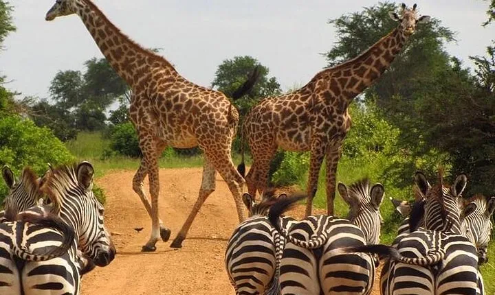 8 Day Private Kenya Safari in 4x4 Land Cruiser