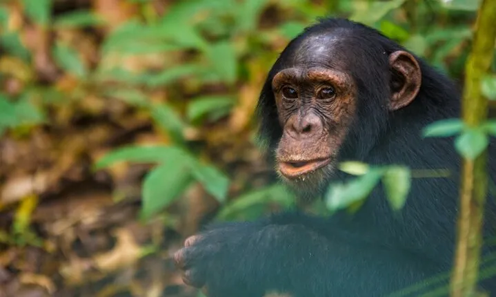 3 Days of Chimpanzee Tracking
