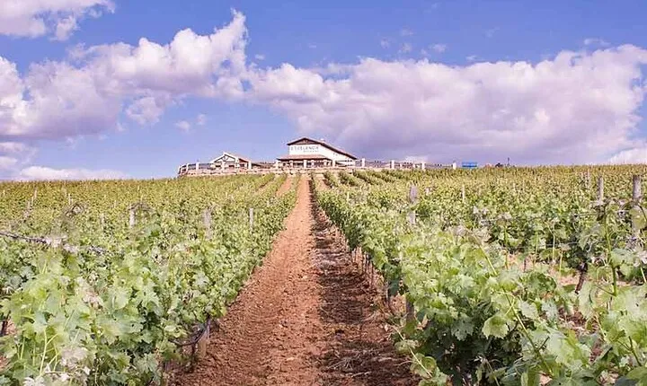 Ronda Wine Tasting with Tapas in a Scenic Vineyard