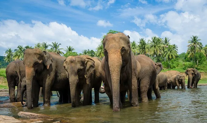 Day Excursions to Wilpattu National Park from Negombo
