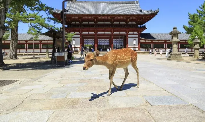 Nara 9hr Tour Licensed Guide&Vehicle: Kyoto pickup/Osaka dropoff