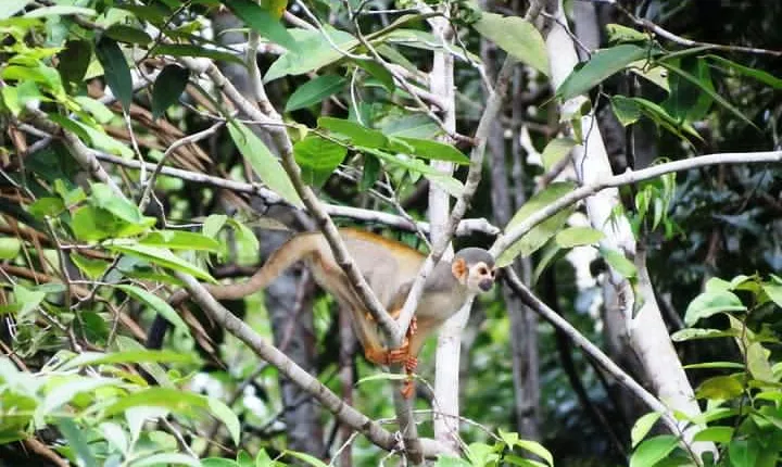 Amazon Survival Tour 6D/5N