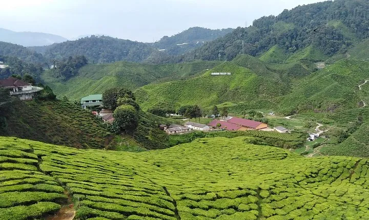 Private: Cameron Highlands 2 days 1 night Trip