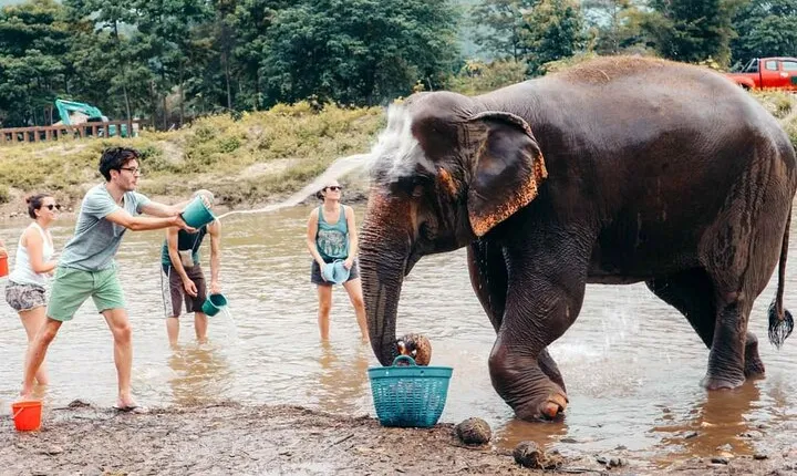 From Delhi: Taj Mahal Sunrise Tour with Elephant Conservation