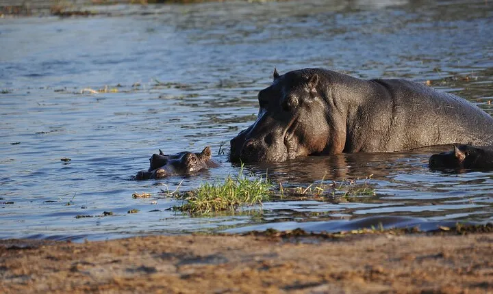 2 nights 3 days Overnight Mokoro Trail Okavango delta
