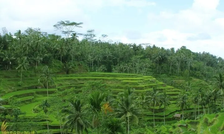 Top Highlights Ubud Private Day Tour