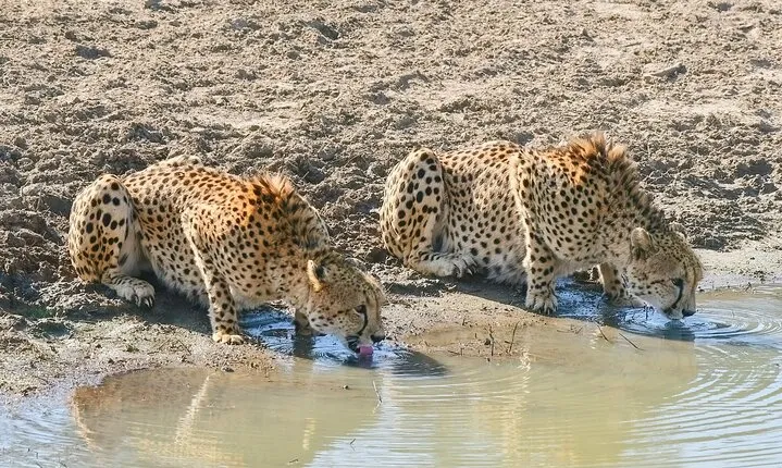 BIG 5 Kruger 3 Days Safari from Johannesburg