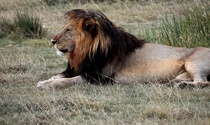 5 Days : Tanzania Highlights( Tarangire, Serengeti And Ngorongoro Conservation)