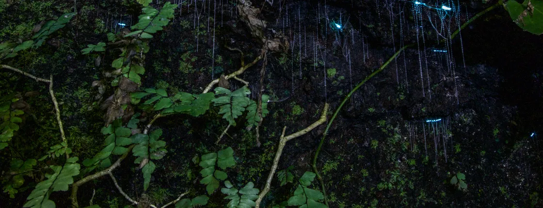 Evening rainforest and glow worm tour