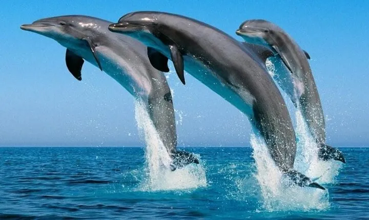 2 Hour Dolphin Watching Experience in Muscat