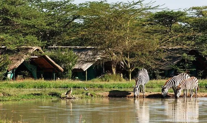 7-Days Wildlife Private Safari Aberdares, Mount Kenya, Lake Nakuru & Masai Mara
