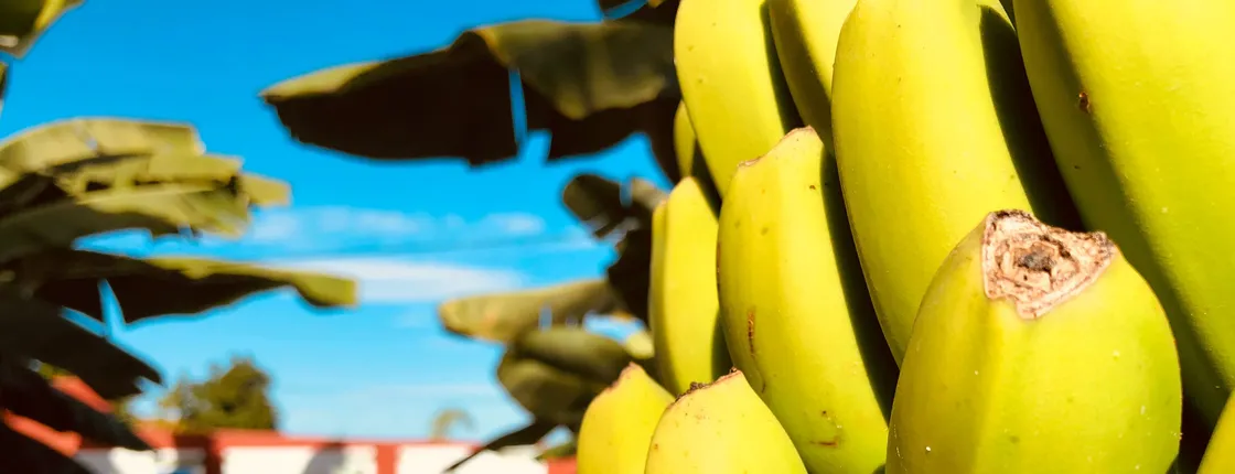 Casa del Platano Banana Experience