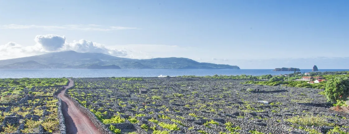 Hiking tour with lunch and wine tasting to Pico Island