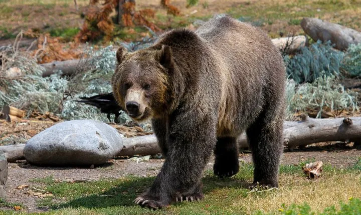 Private Yellowstone National Park Sightseeing Tour with Lunch