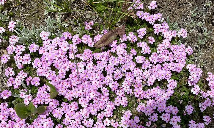 Deosai National Park Skardu Valley Pakistan Tour