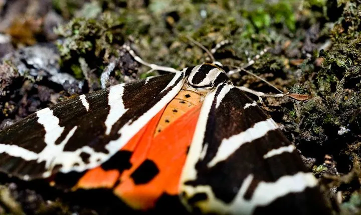 Filerimos Hill & Butterflies Valley Adventure!