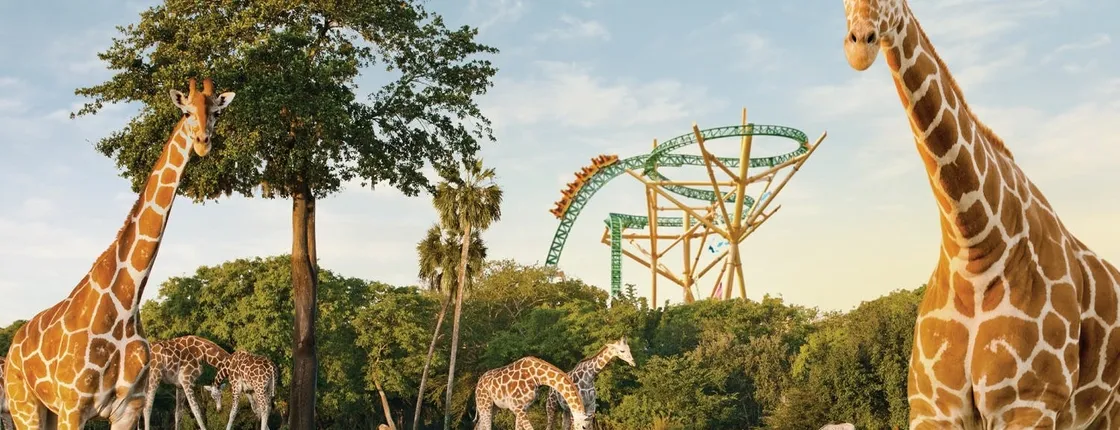 Busch Gardens Serengeti Safari Tour