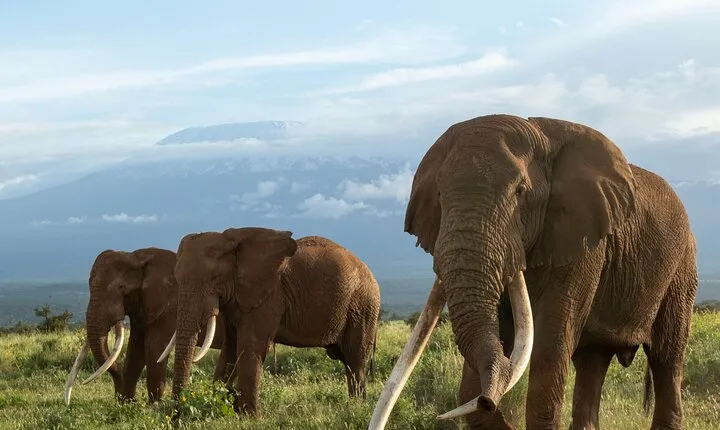 5 Days Group Joining Safari through Northern Circuit Destinations